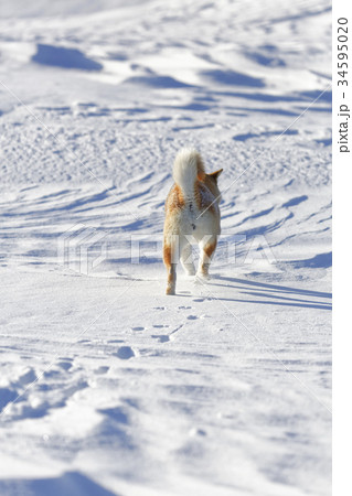 柴犬 走る 後姿 後ろ姿の写真素材