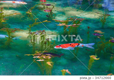 錦鯉 鯉 カラフル 泳ぐの写真素材 - PIXTA