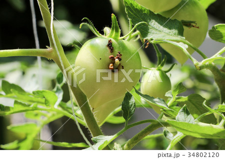 トマト 害虫 オオタバコガ 幼虫の写真素材