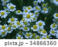 カモミール 花言葉は 仲直り の写真素材