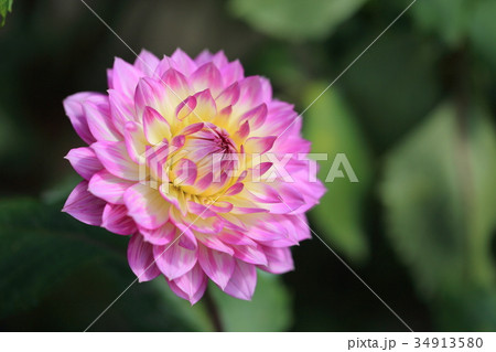 ダリア 花 感謝 花言葉の写真素材 - PIXTA