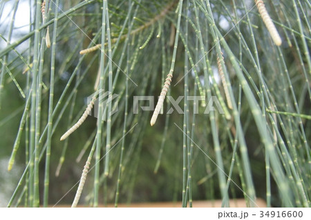 もくまおうの写真素材