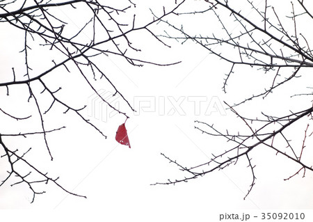 枯れ葉 枯葉 枝 1枚の写真素材 Pixta