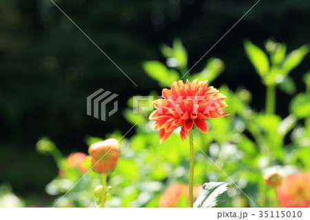 ダリア（感謝） ダリア 花 感謝 花言葉の写真素材 - PIXTA