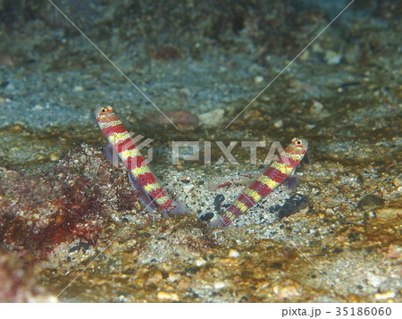 クビアカハゼ ハゼ 海水魚 熱帯魚の写真素材