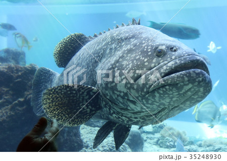 魚 顔 アップ 迫力の写真素材