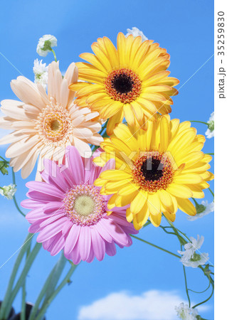 花 ガーベラ 空 青空 雲 コピースペース きれいの写真素材