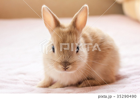 子ウサギ かわいい 干支 動物 アップの写真素材