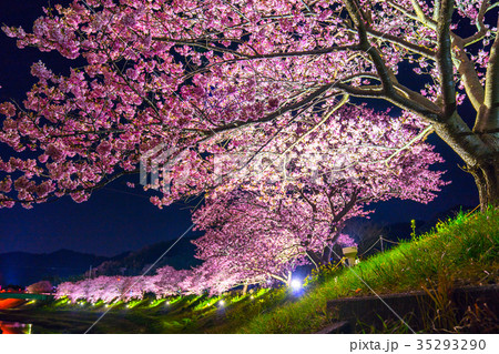 河津桜 南伊豆町 桜並木 夜の写真素材