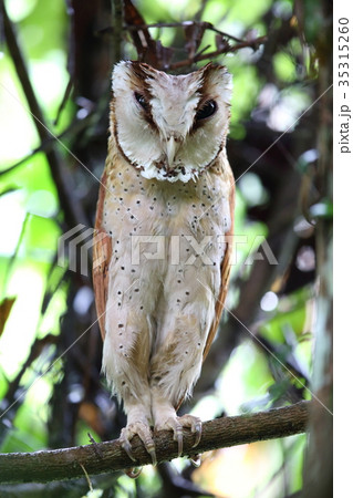 ニセメンフクロウの写真素材