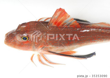 キミヨ 魚 海水魚の写真素材 キミヨ 魚 海水魚の写真素材