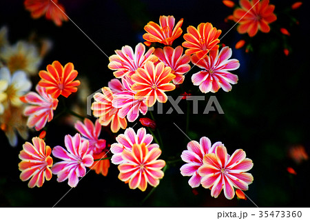 イワハナビ 植物 花の写真素材