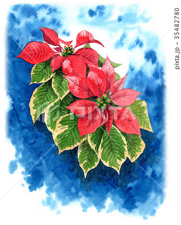透明水彩画原画クリスマス聖夜ポインセチア