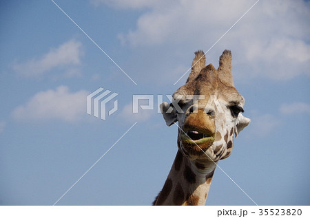 キリン きりん 顔 正面の写真素材