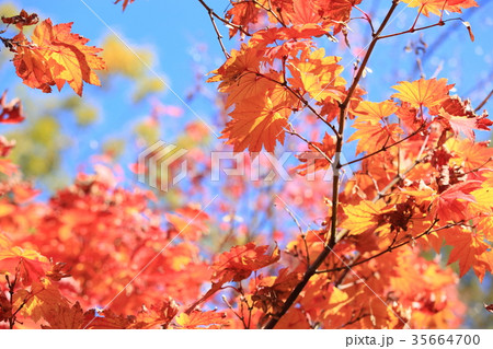 カエデ イタヤカエデ 葉 紅葉の写真素材