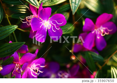 花 コートダジュール 植物 秋の写真素材