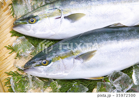 メジロ 魚 食べ物 和食の写真素材