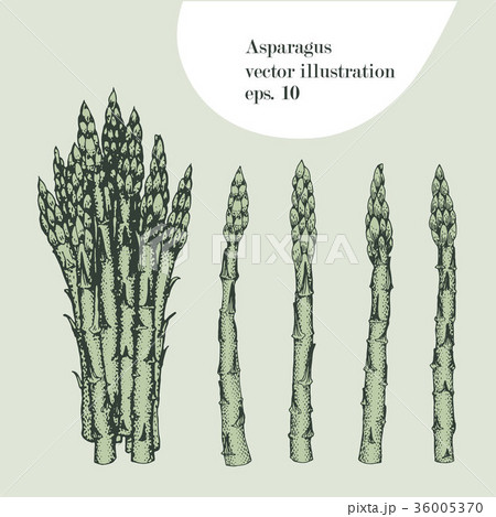 アスパラガス イラスト アスパラ 手描きのイラスト素材