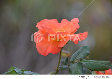 プリンセスミチコ プリンセス ミチコ プリンセス美智子 バラの写真素材