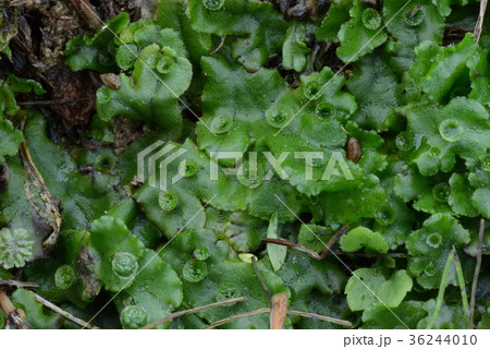 ゼニゴケ ゼニゴケ科 コケ類 雄株 雌株の写真素材 ゼニゴケ ゼニゴケ科 コケ類 雄株 雌株の写真素材