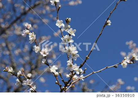 花 枝 桜 枝葉の写真素材