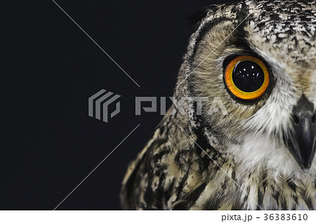 フクロウ ふくろう カメラ目線 黒バックの写真素材
