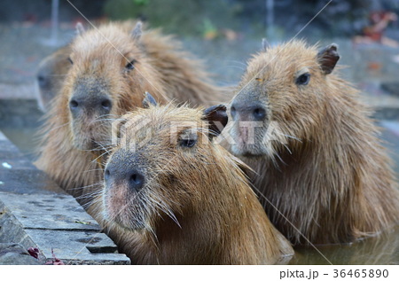 カピバラ温泉の写真素材