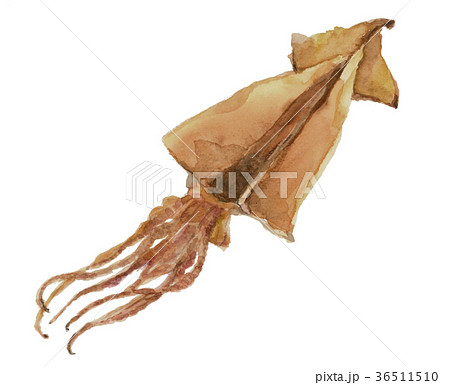 スルメのイラスト素材