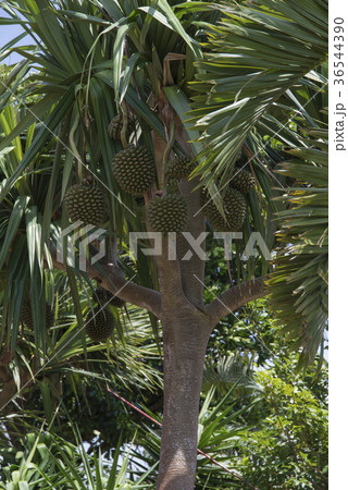 露兜樹 (たこのき) JapaneseEnglish Dictionary JapaneseClass.jp