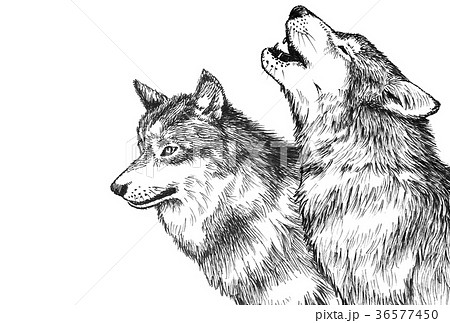 オオカミ 狼 のpng素材集 ピクスタ