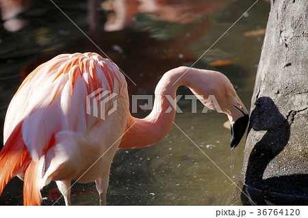 ピンクの鳥 動物 紅色フラミンゴ 水鳥の写真素材