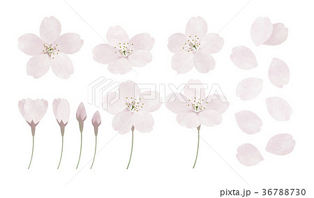 桜 染井吉野 花 春のイラスト素材