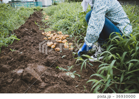 じゃがいも掘りの写真素材