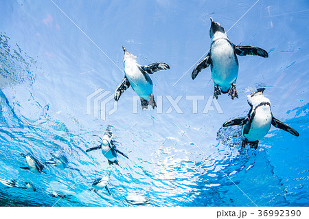 サンシャイン水族館の写真素材