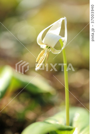 草花 カタクリ 花 仲間の写真素材