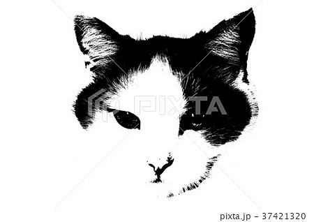 猫のデッサンの写真素材 - PIXTA