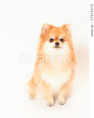 ポメラニアン 犬 小型犬 正面の写真素材