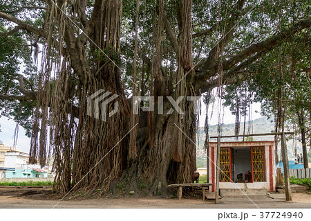 ゴータマ ブッダの菩提樹の写真素材