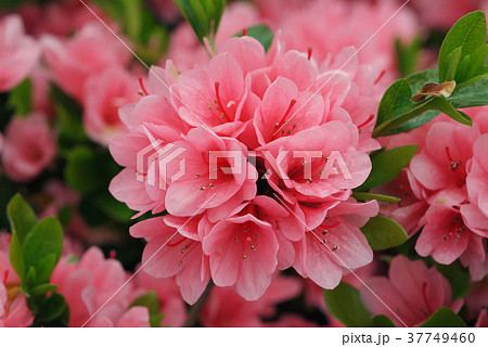 アゼリア 花の写真素材 Pixta