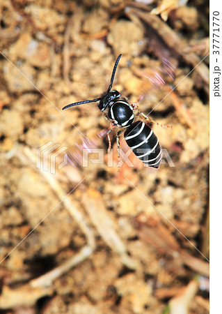 Hornet 白黒 蜂の写真素材
