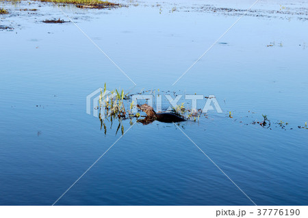 コリエンテスの写真素材