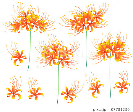 和 彼岸花 和服のイラスト素材