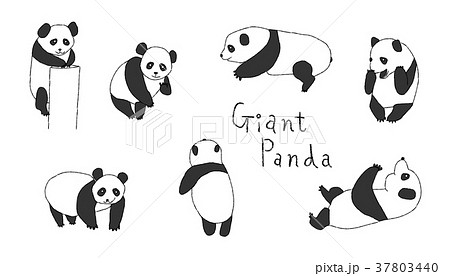 パンダ 熊猫 動物 白黒のイラスト素材
