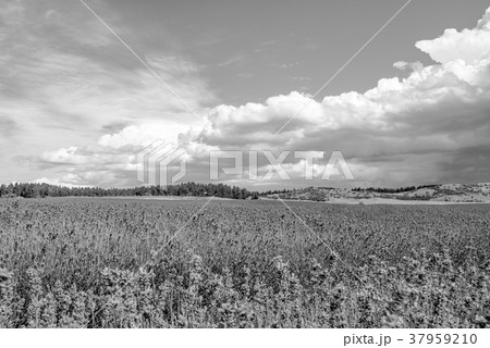 ラベンダー畑 紫 花畑 モノクロの写真素材