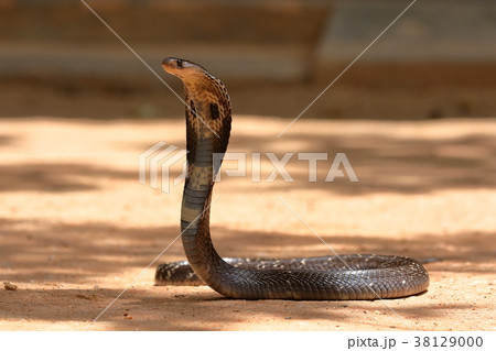 コブラ 蛇 ヘビの写真素材
