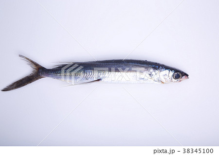 飛魚 青魚 魚 アゴの写真素材