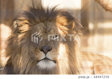 ライオン 檻 動物 陸の哺乳類の写真素材