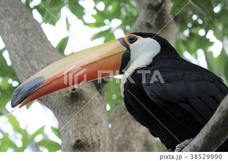 オニオオハシ 鳥類 黒色 鳥の写真素材 - PIXTA