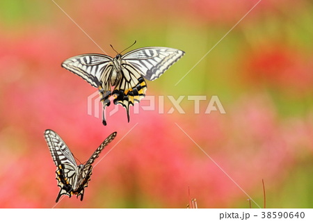 飛んでいるアゲハ蝶の写真素材
