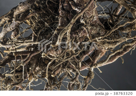 松の木の根の写真素材 - PIXTA